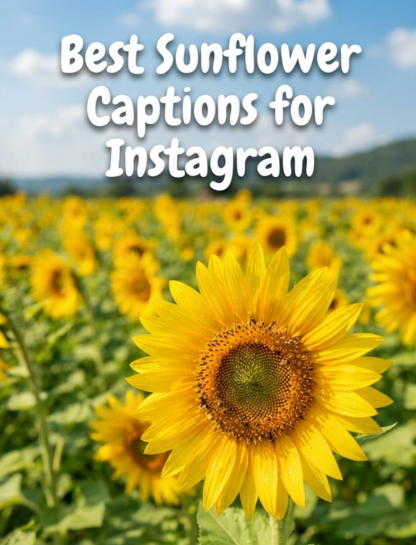 Best Sunflower Captions For Instagram