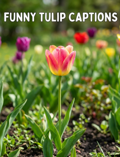😂 Funny Tulip Captions for Instagram Reels